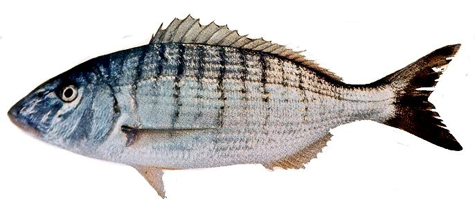 Lithognathus mormyrus_02.jpg